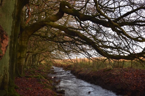 Darwin Forest woodland stream